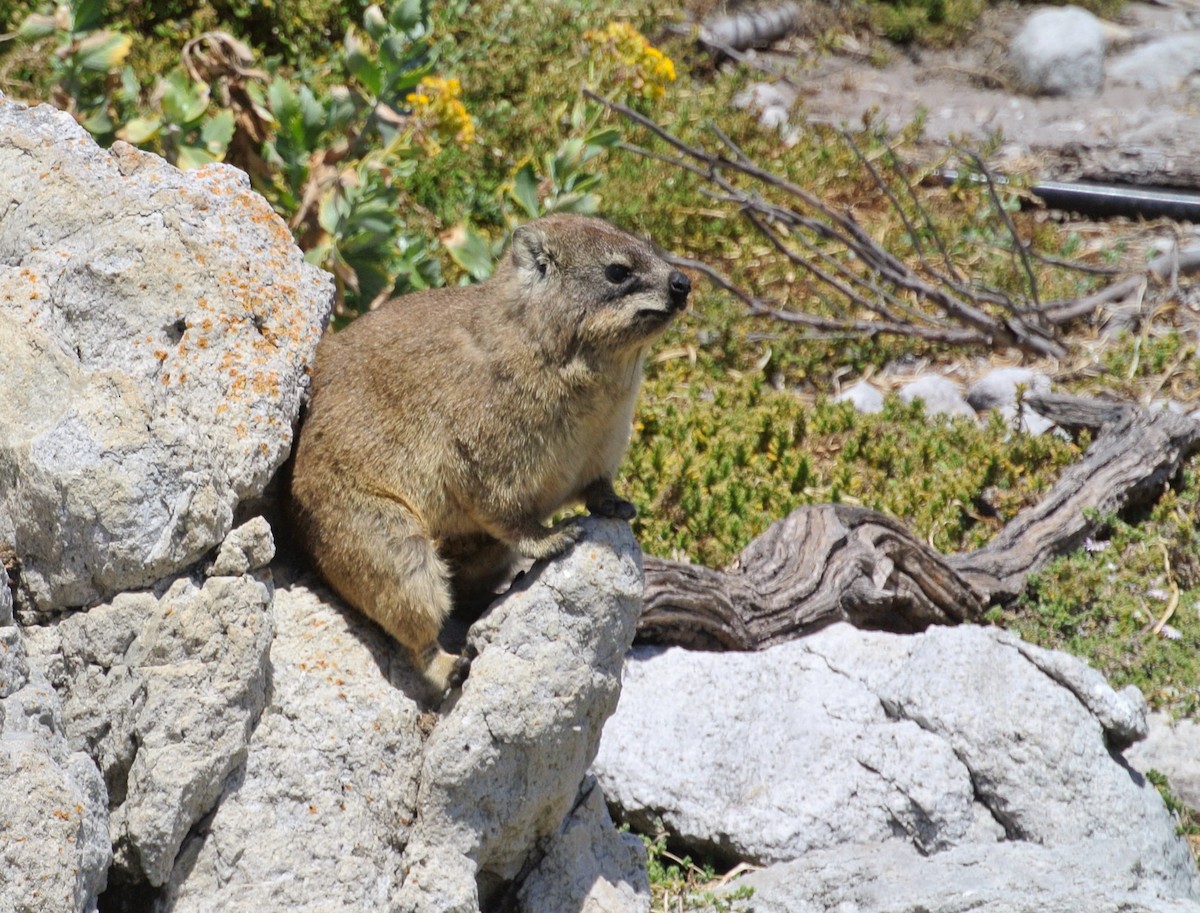 Mammals - ML646697824