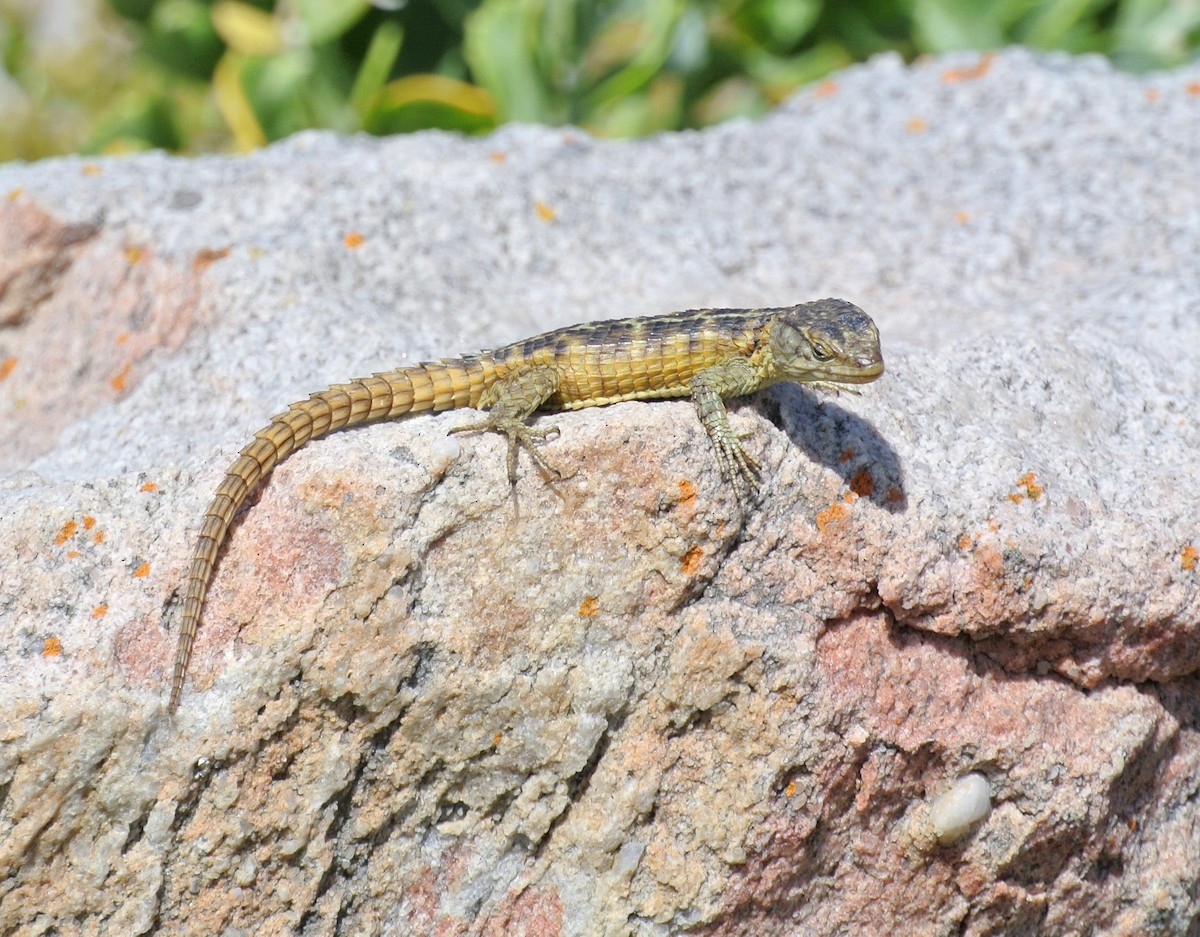 Cape Girdled Lizard - ML646697825