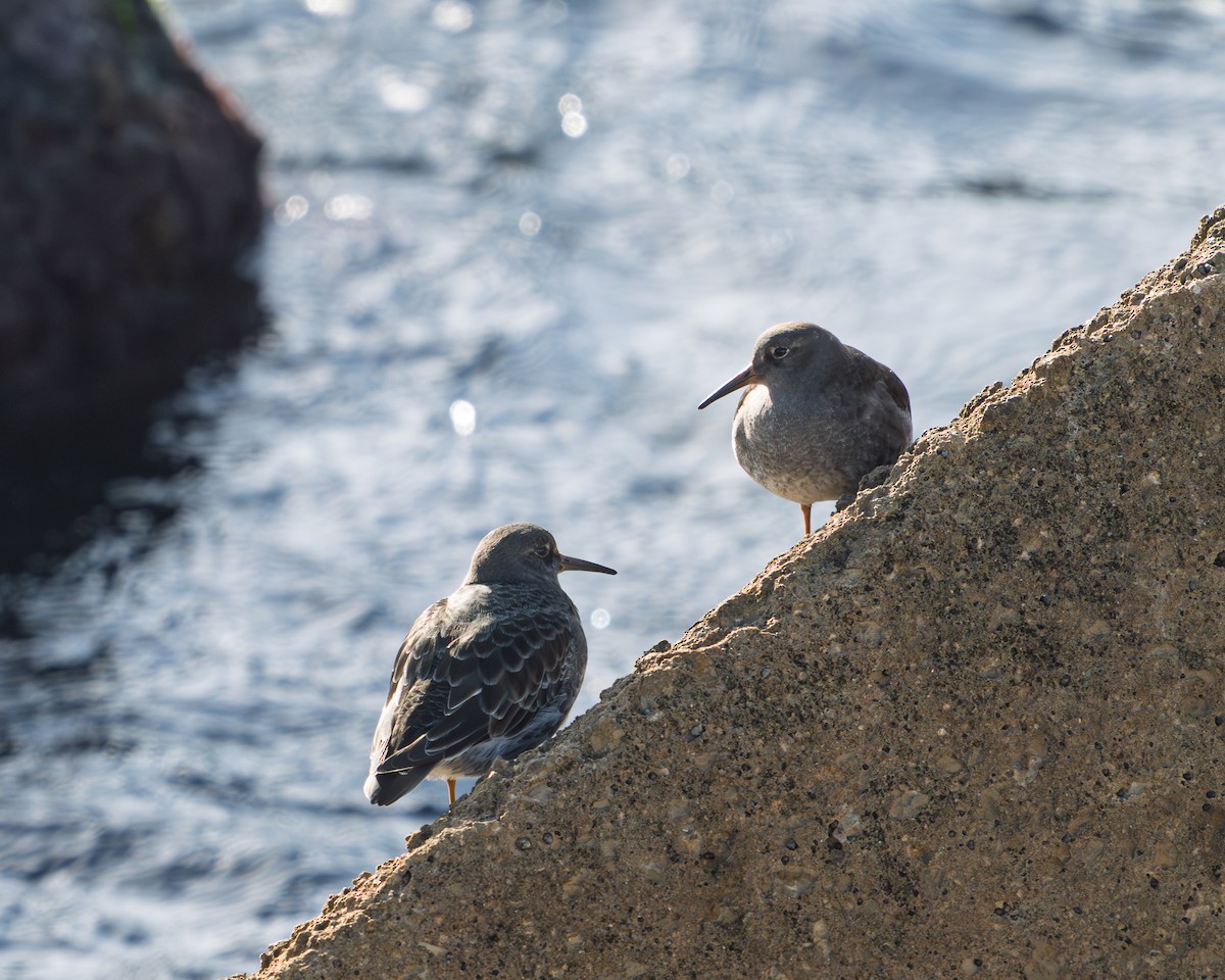 fjæreplytt - ML646697833