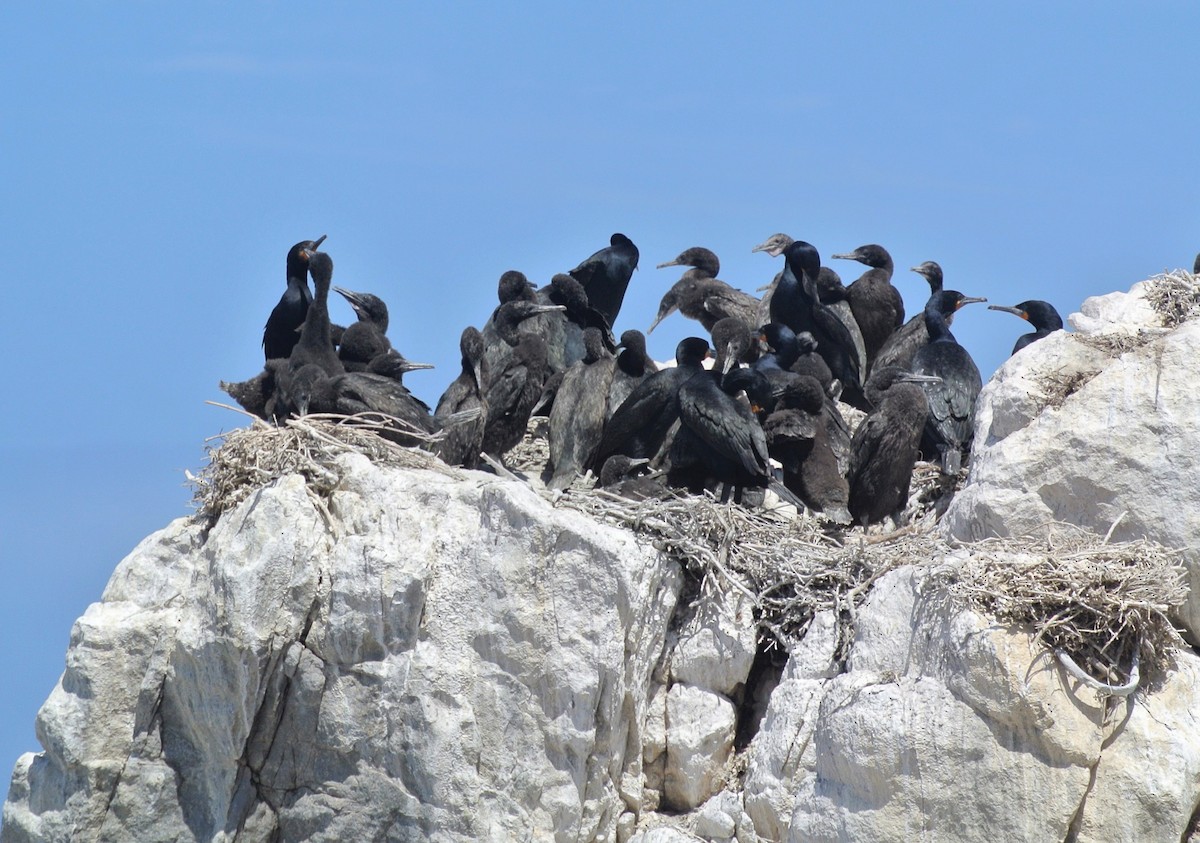 kappskarv - ML646697834