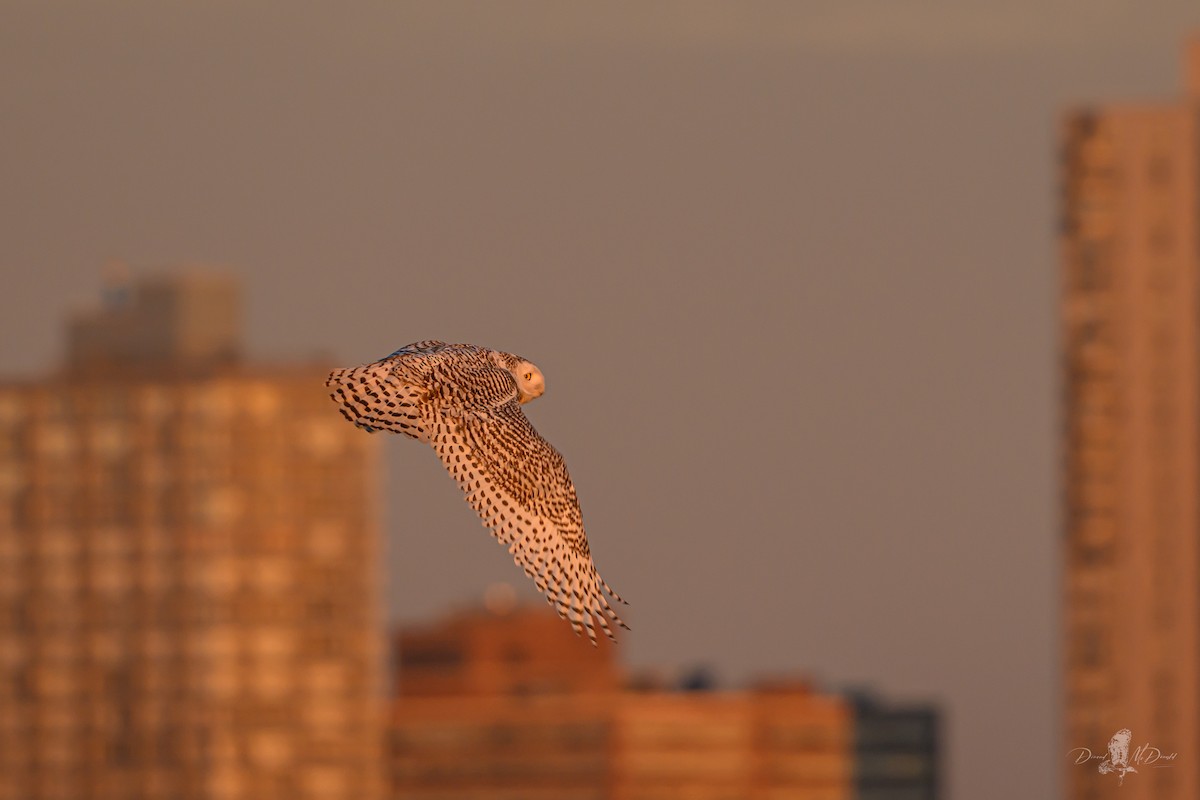 Snowy Owl - ML646697835