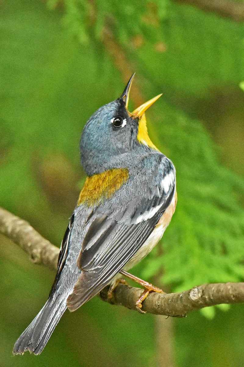 Northern Parula - ML646697836