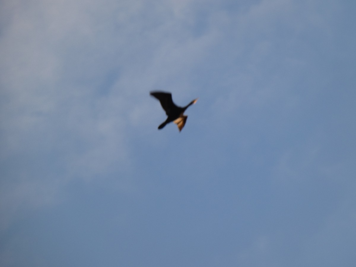 Great Cormorant - ML646697838