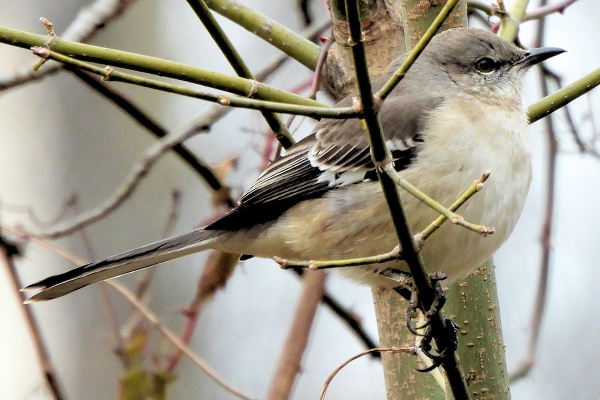 Northern Mockingbird - ML646697839