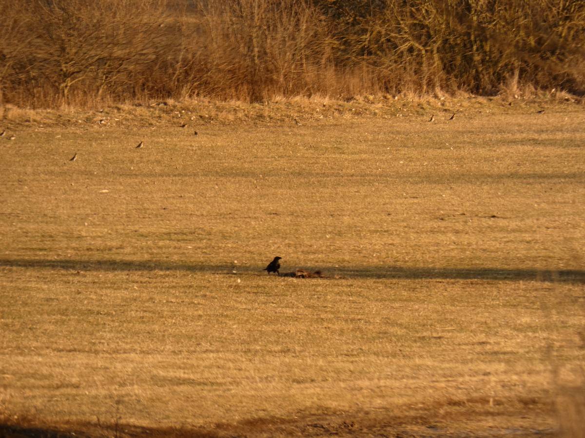 Common Raven - ML646697840