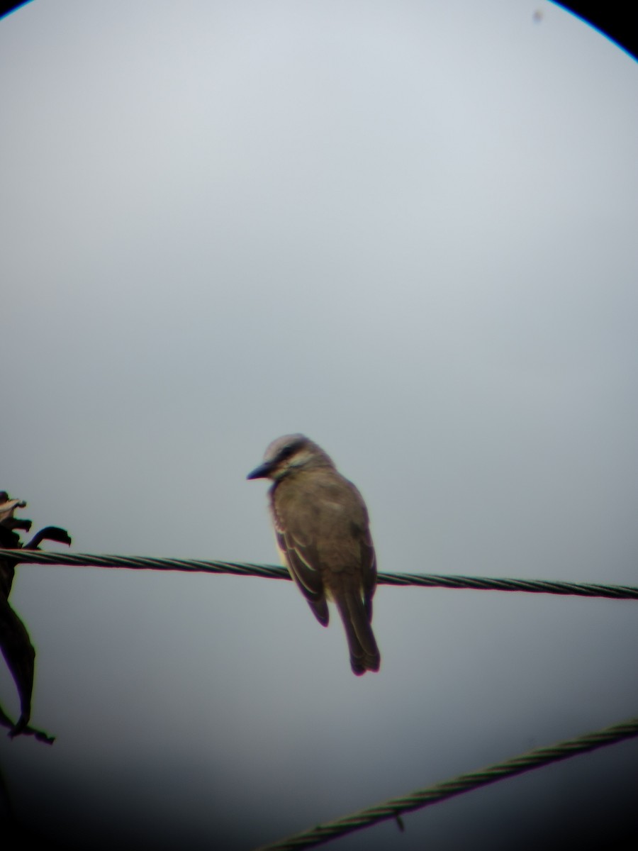 Tropical Kingbird - ML646697845