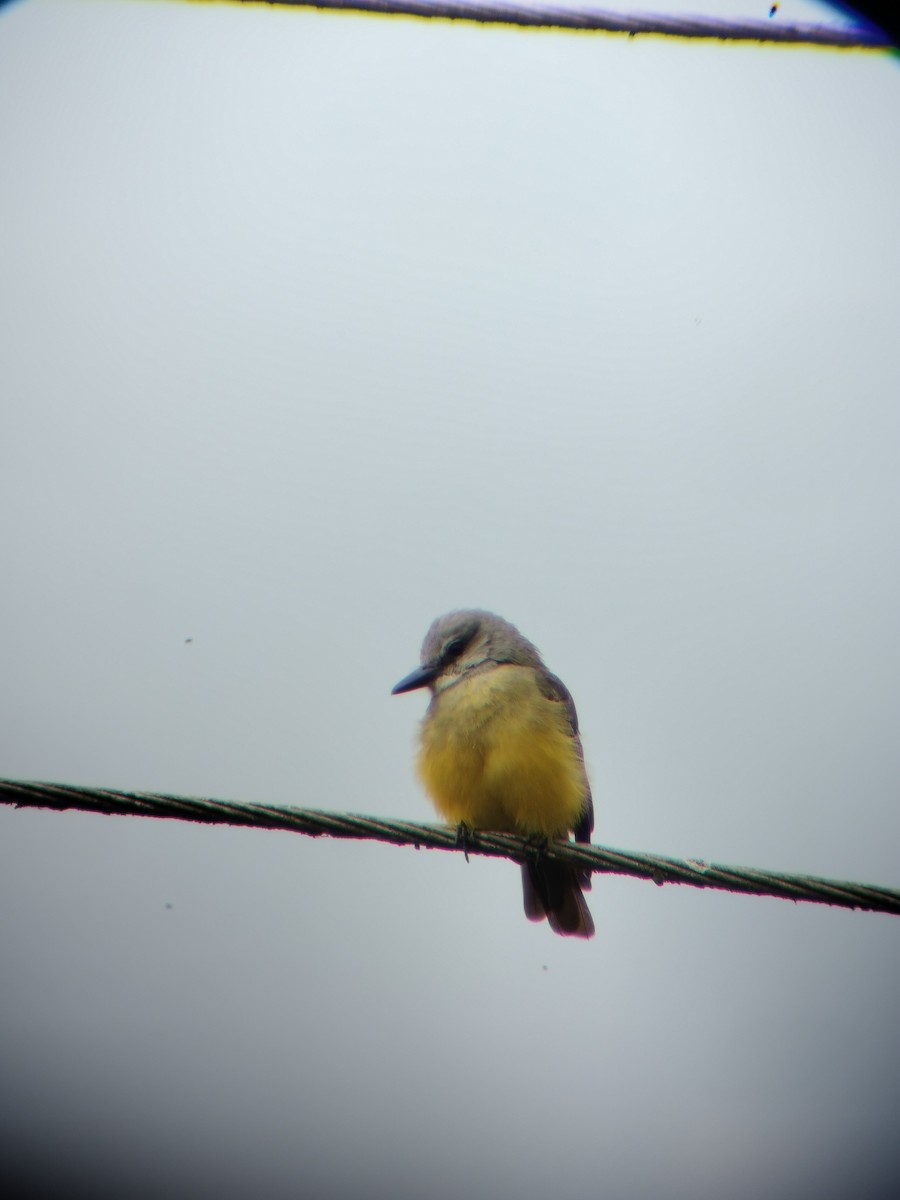 Tropical Kingbird - ML646697846