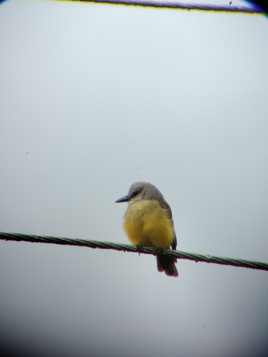 Tropical Kingbird - ML646697847