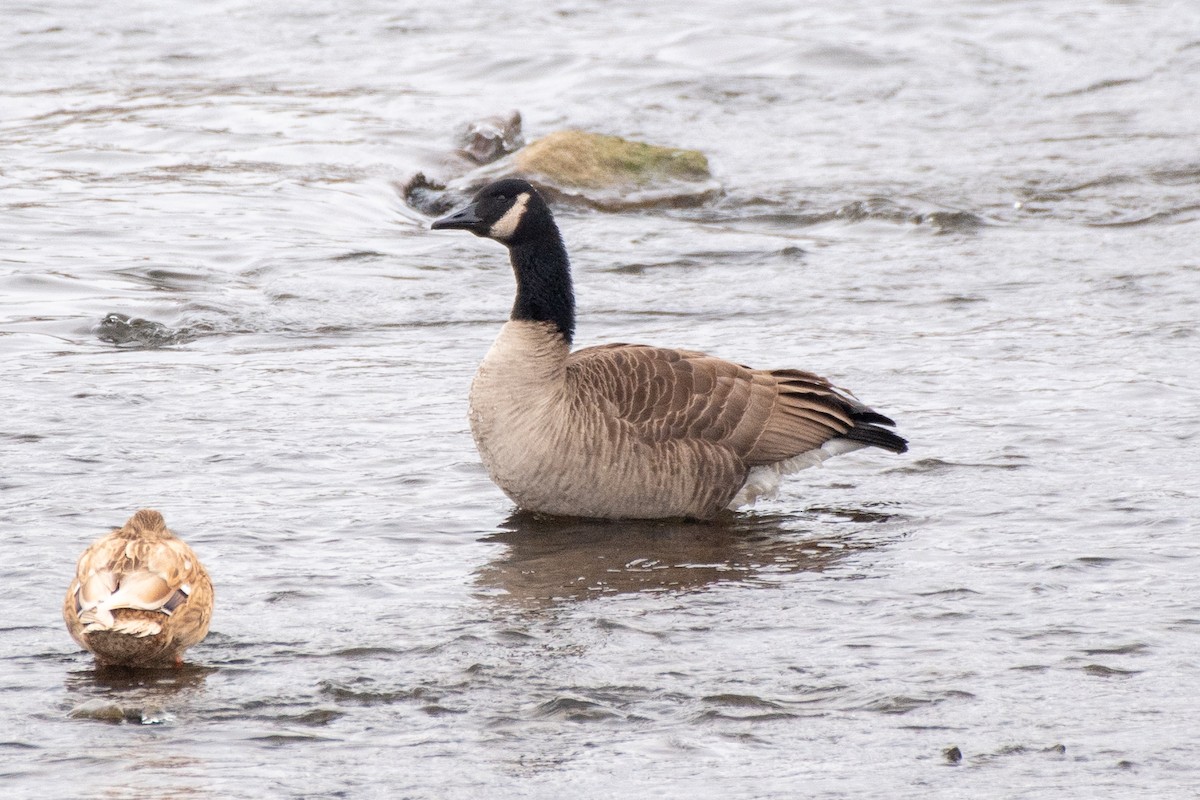 カナダガン - ML646697848