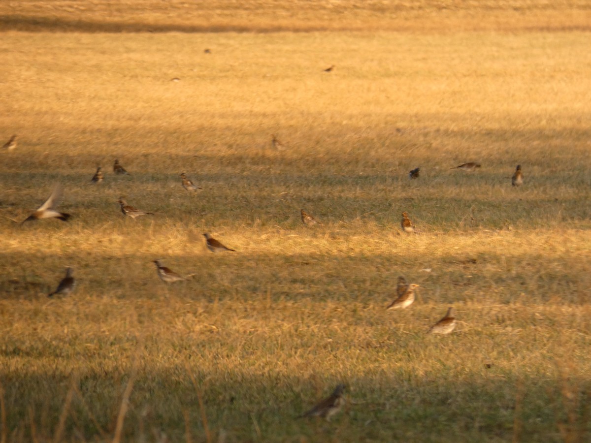 Fieldfare - ML646697849