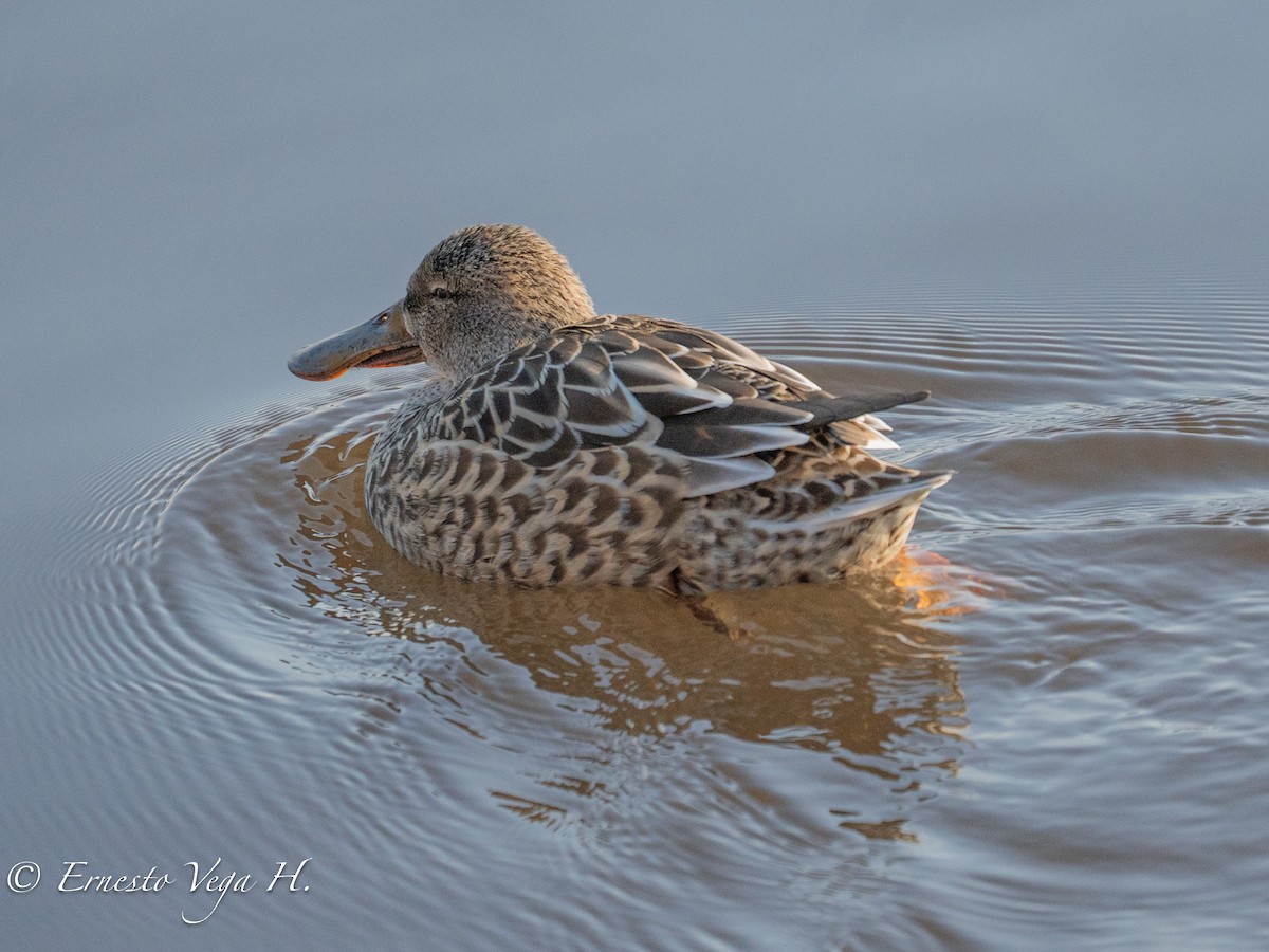 Northern Shoveler - ML646697851