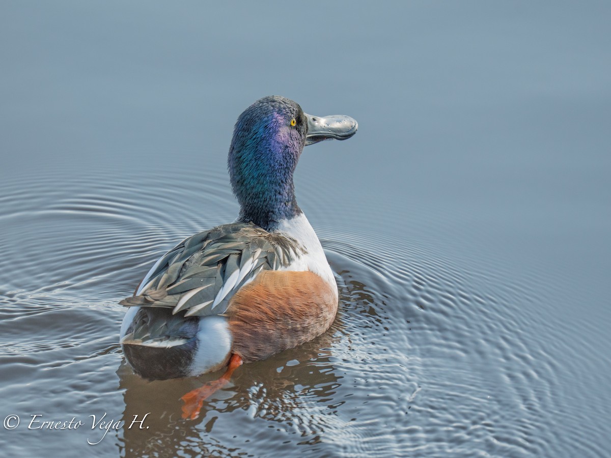 Northern Shoveler - ML646697852