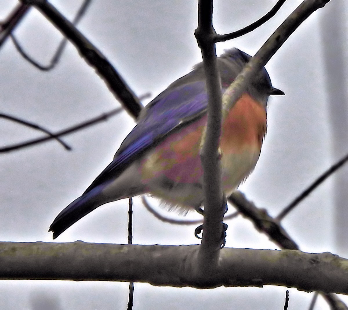 Eastern Bluebird - ML646697855