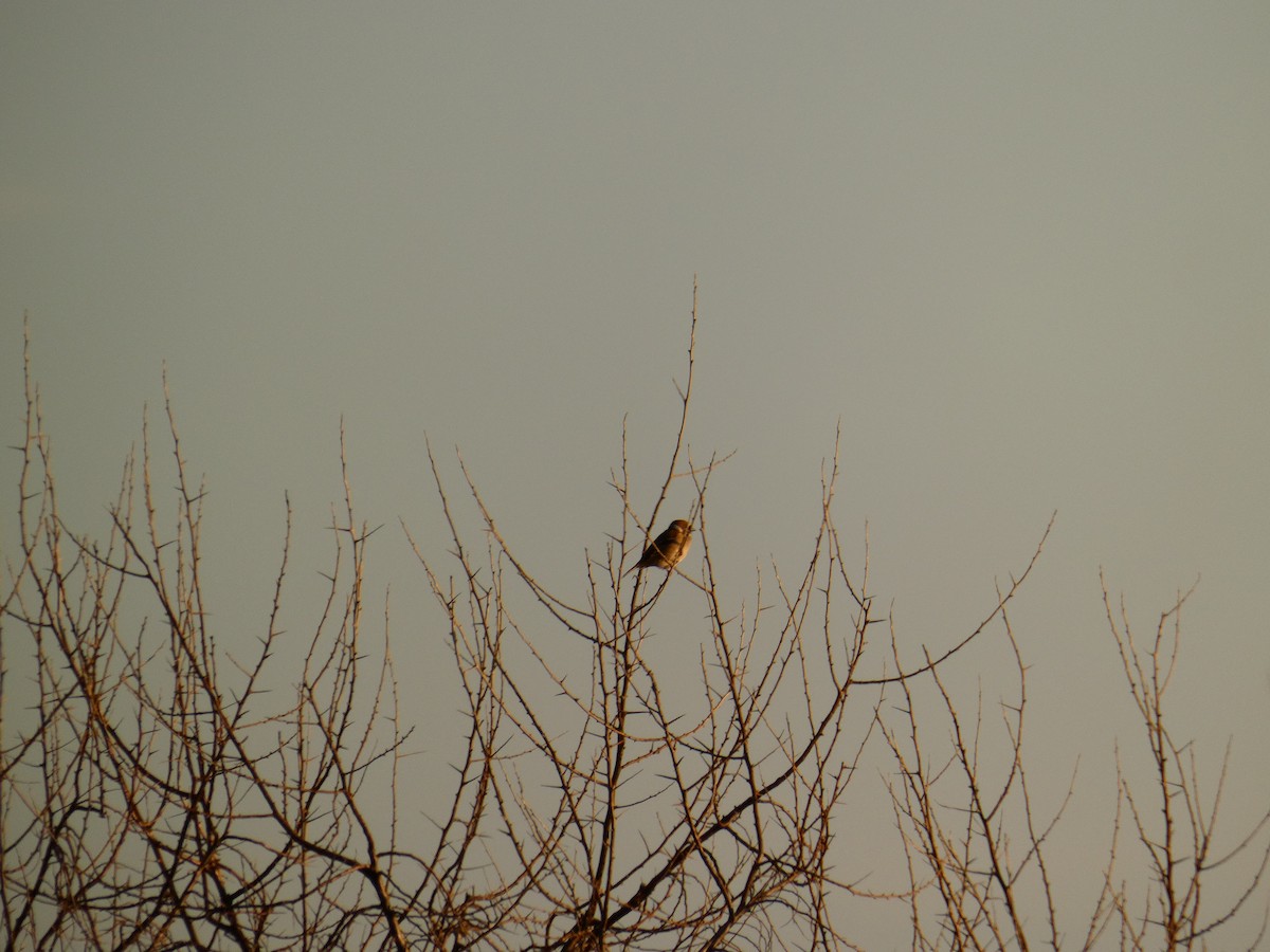 Eurasian Tree Sparrow - ML646697856