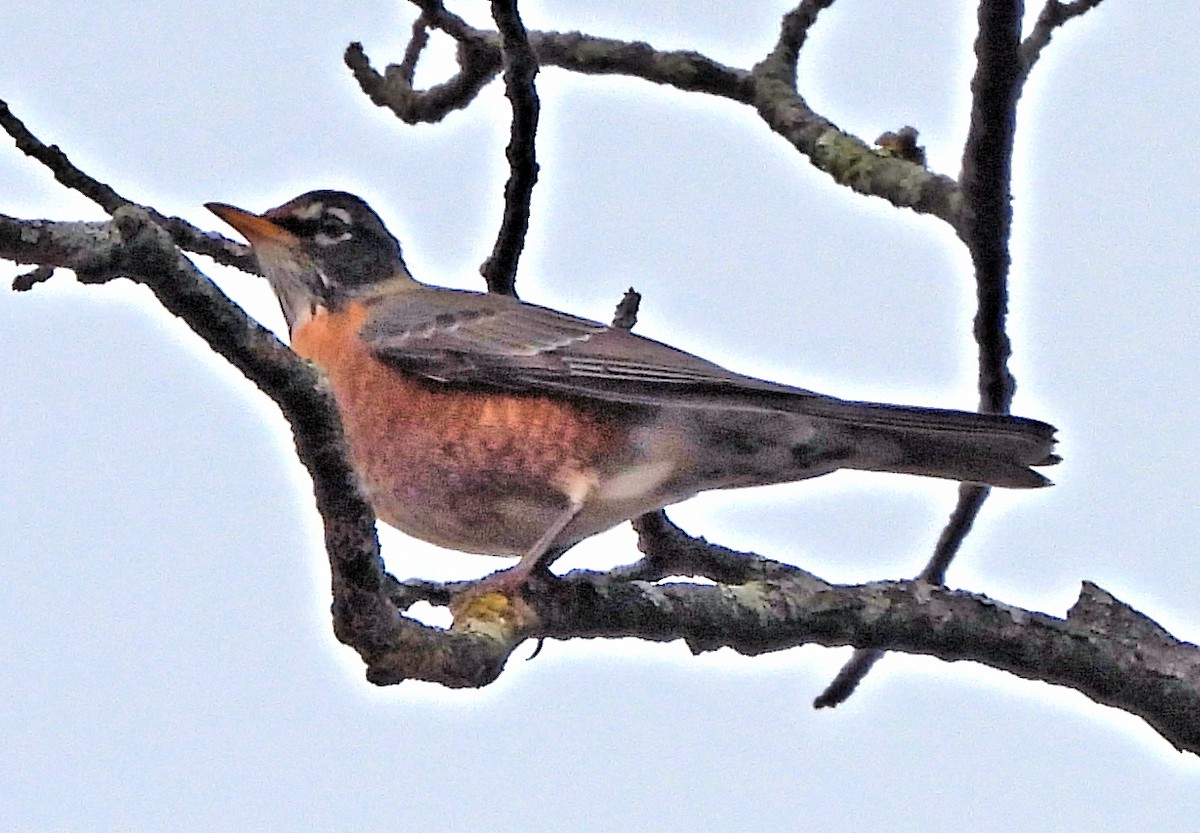 American Robin - ML646697860