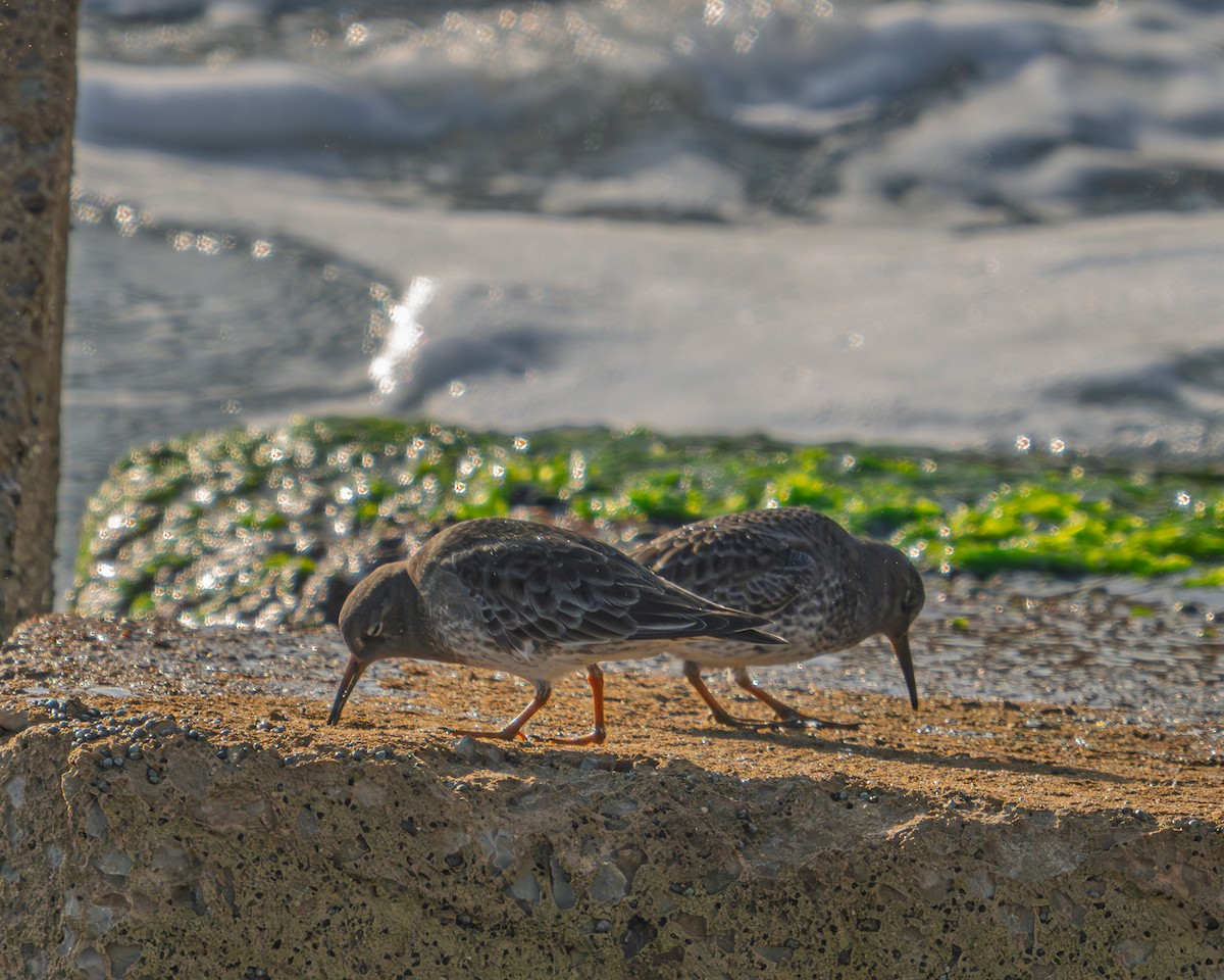 fjæreplytt - ML646697861