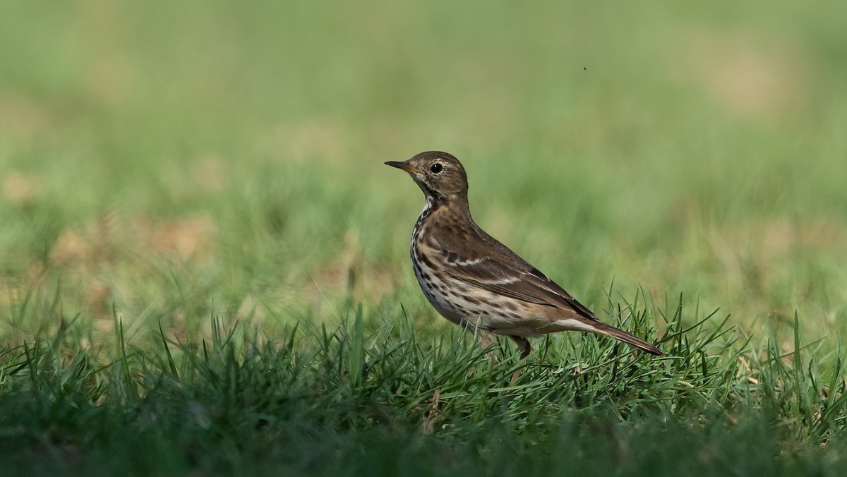 Txirta siberiarra - ML646697862