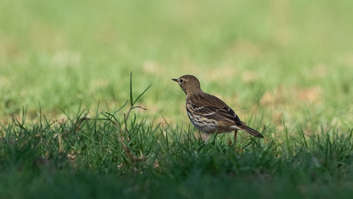 Txirta siberiarra - ML646697863