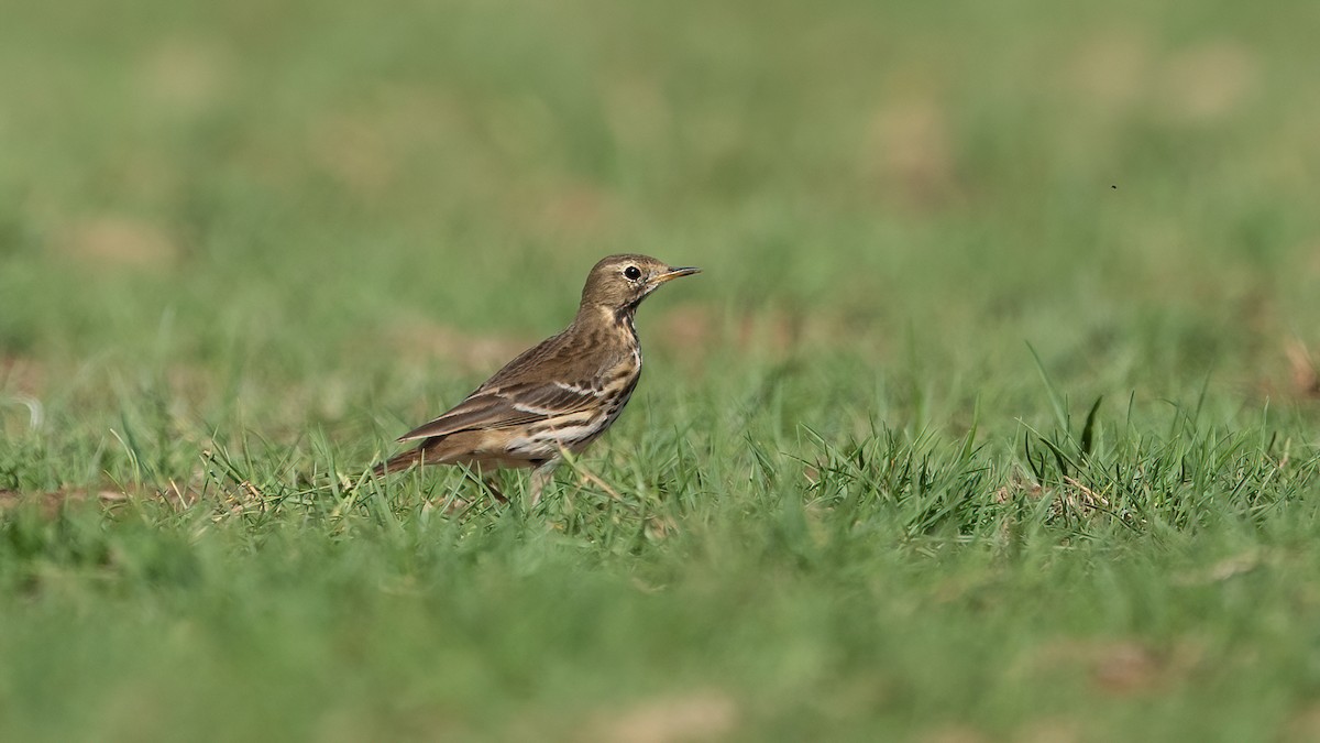 Txirta siberiarra - ML646697864