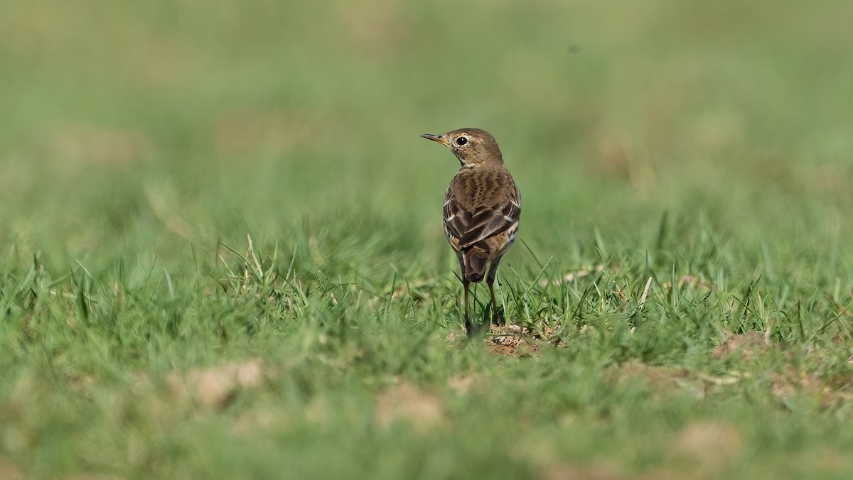 Txirta siberiarra - ML646697865