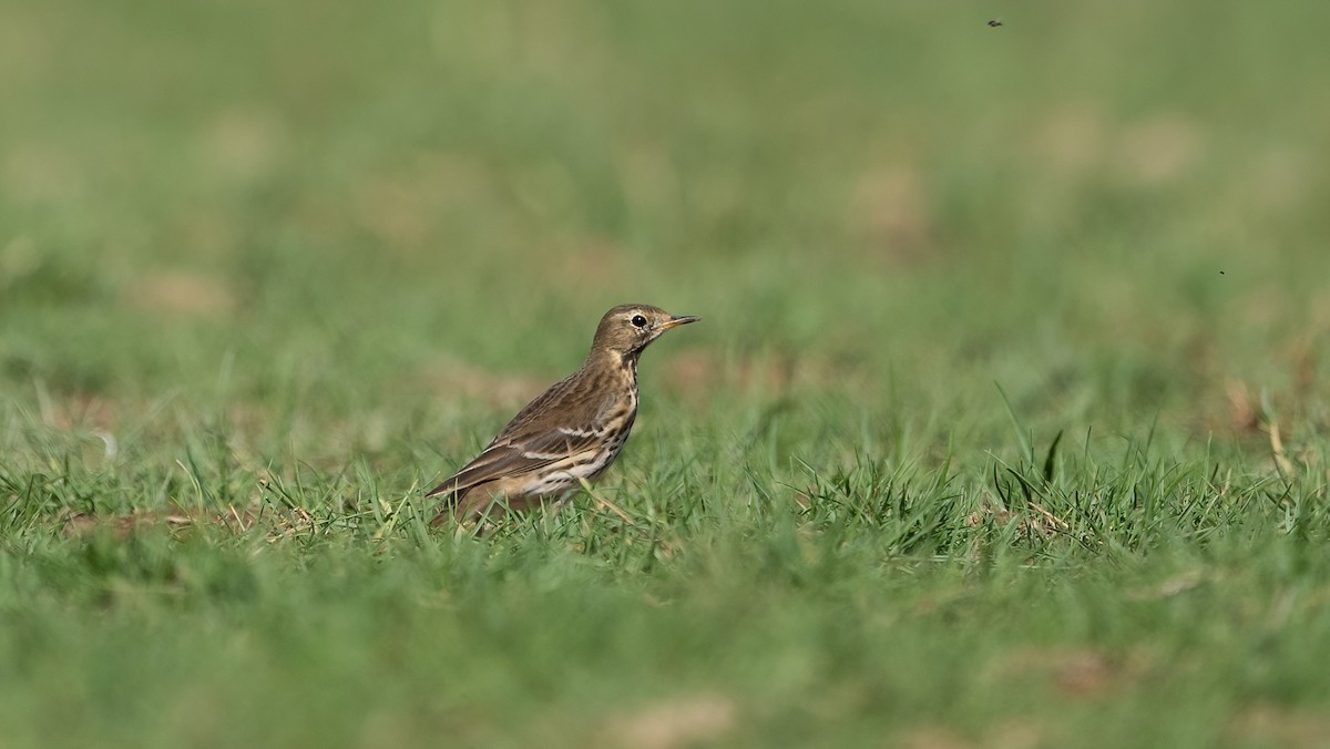 Txirta siberiarra - ML646697866