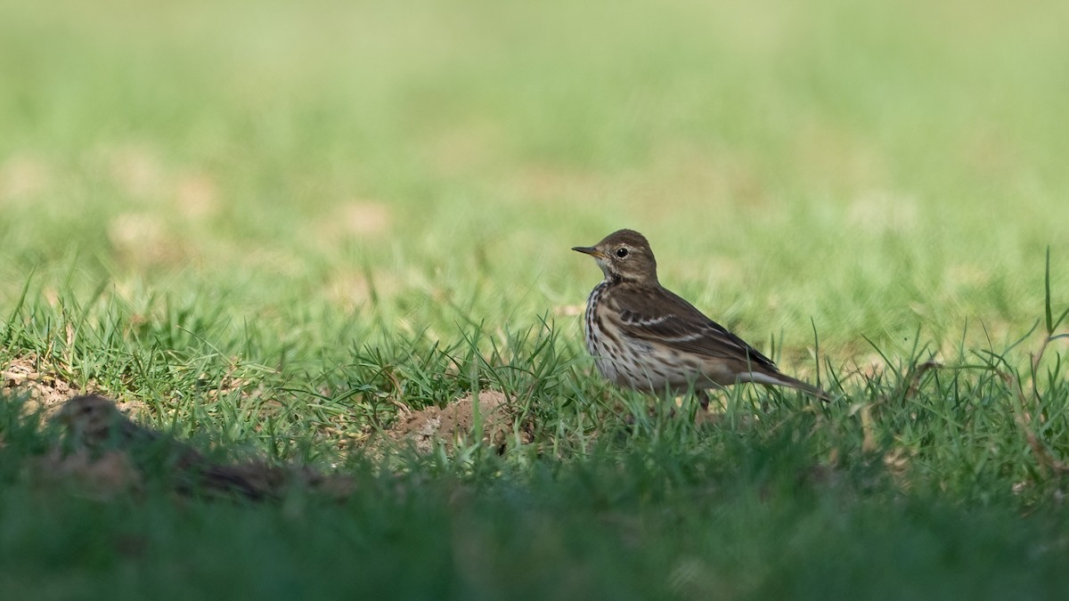 Txirta siberiarra - ML646697867
