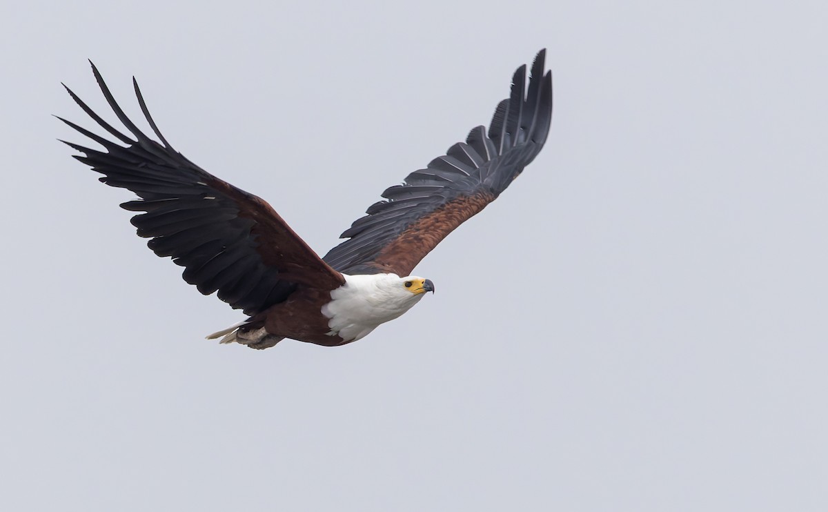 flodørn - ML646697868