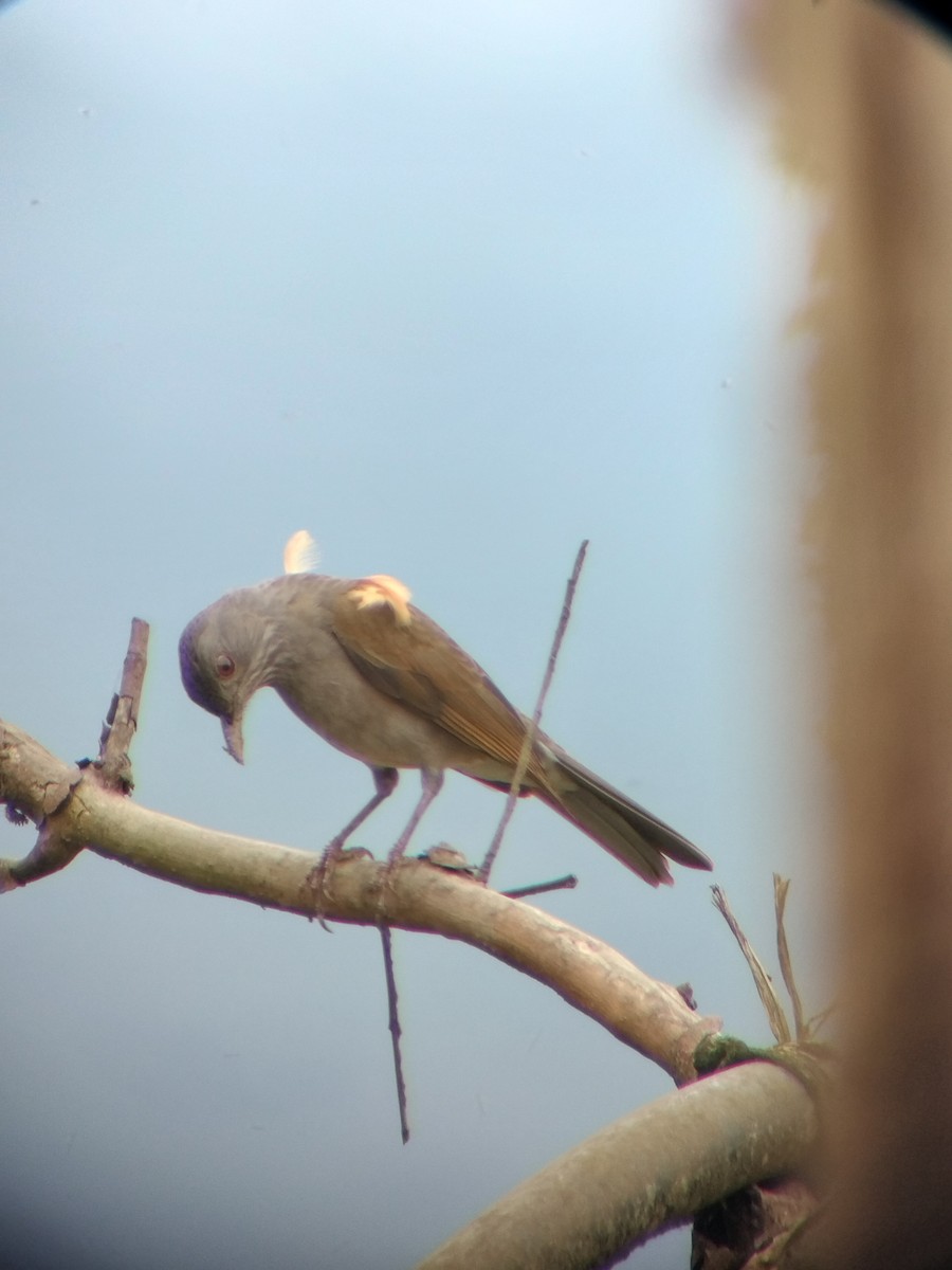 Pale-breasted Thrush - ML646697871
