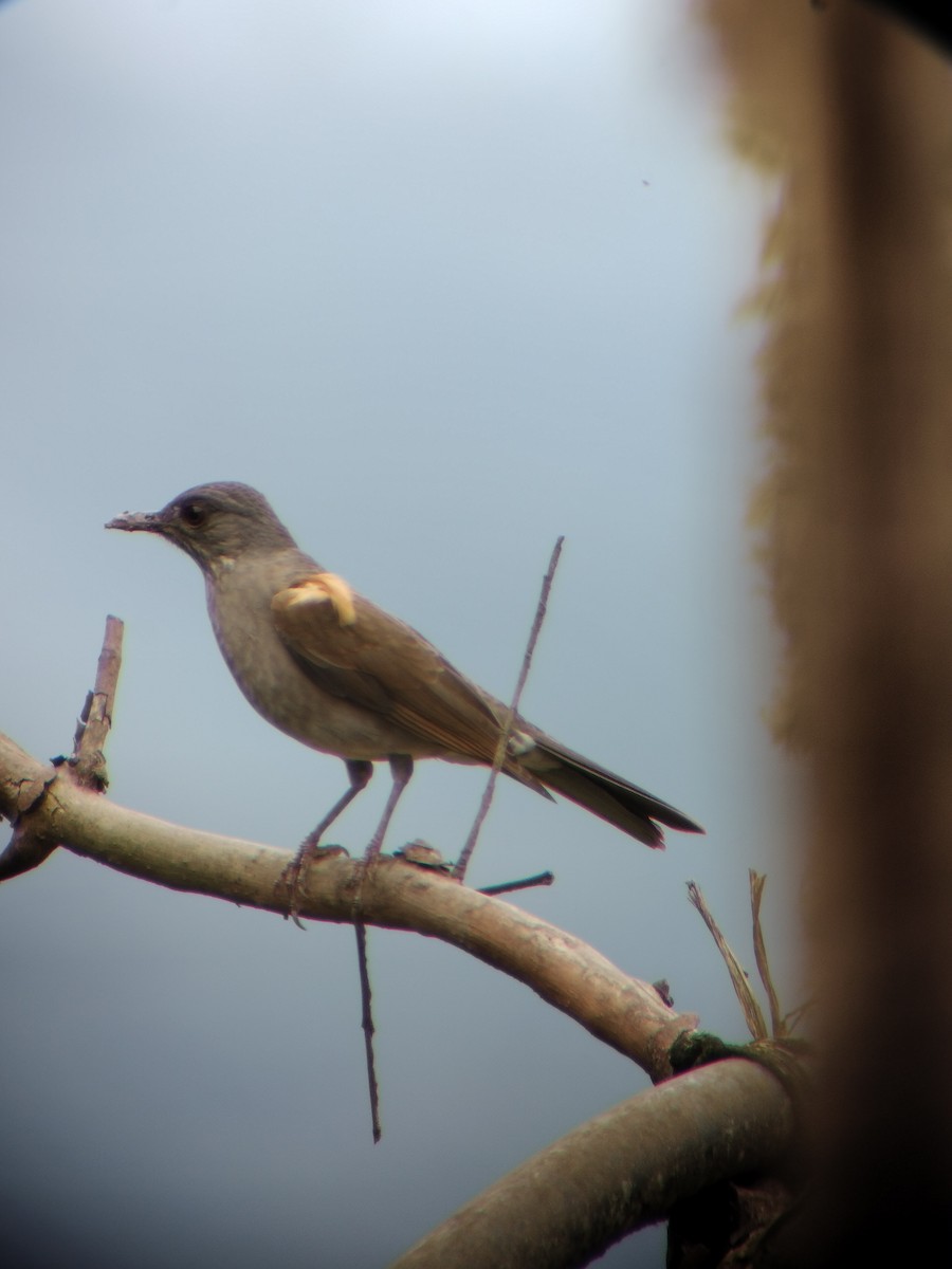 Pale-breasted Thrush - ML646697872