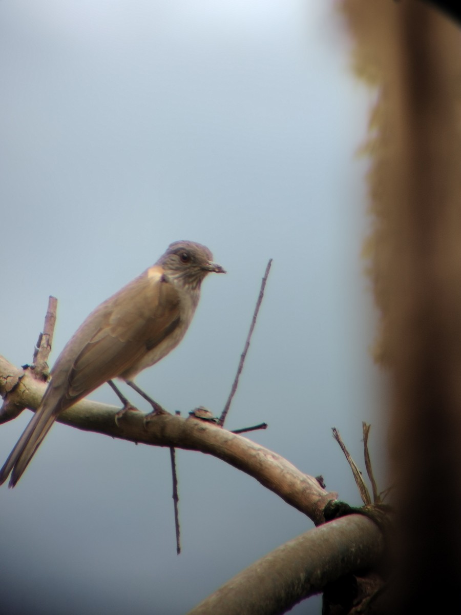 Pale-breasted Thrush - ML646697873