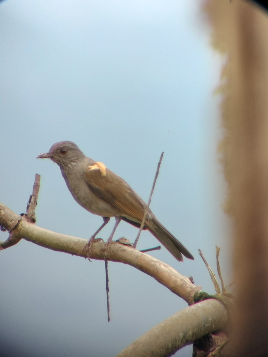 Pale-breasted Thrush - ML646697874