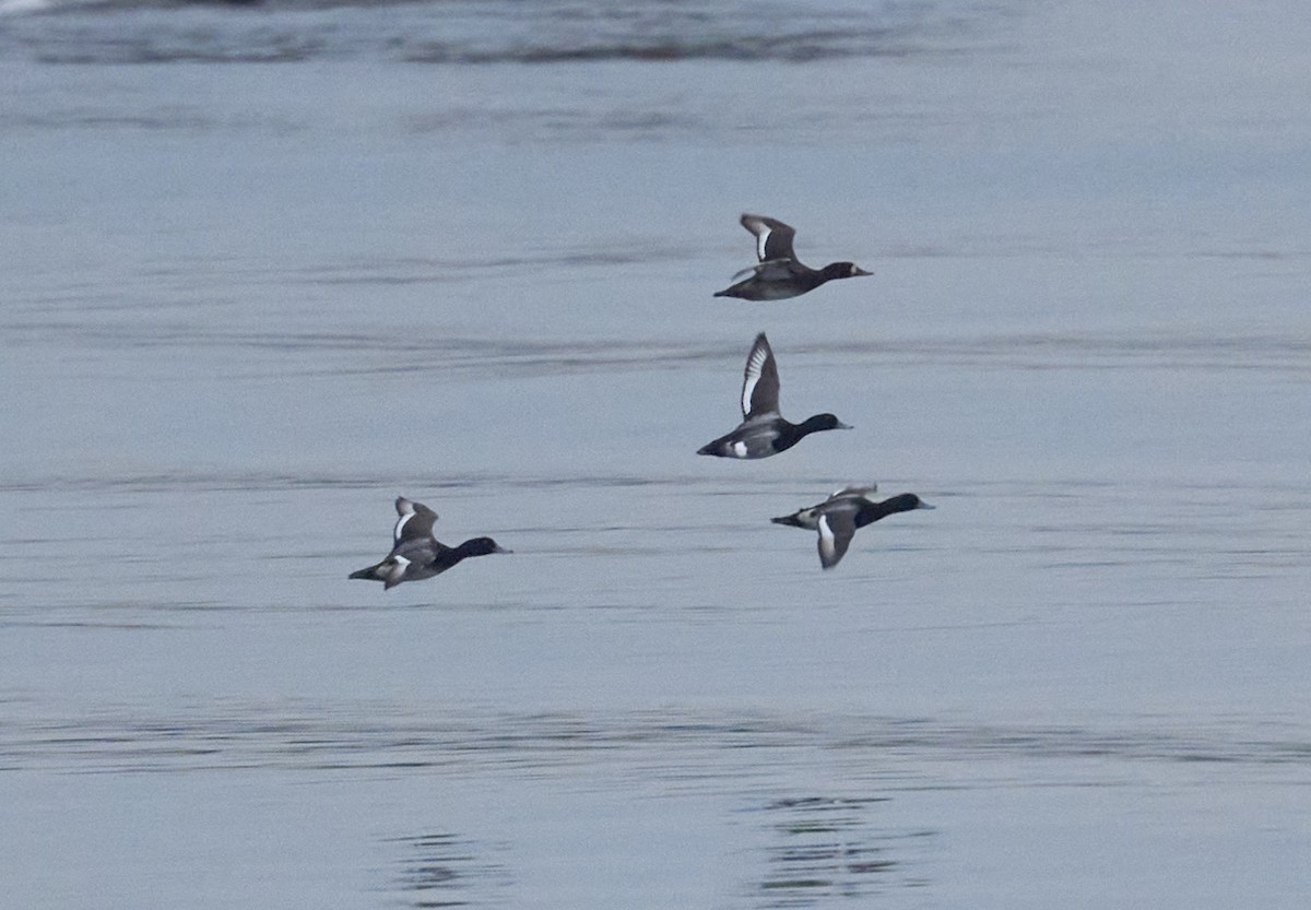 Greater Scaup - ML646697876