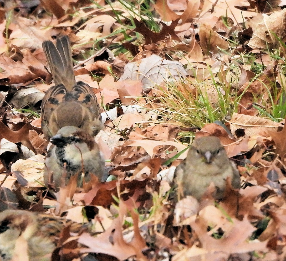 House Sparrow - ML646697878