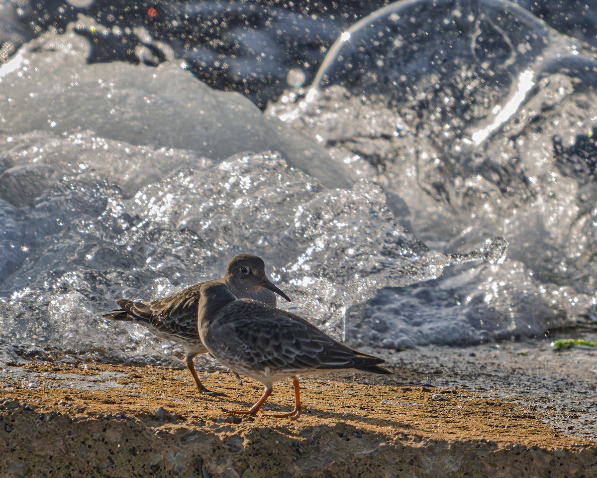 fjæreplytt - ML646697879