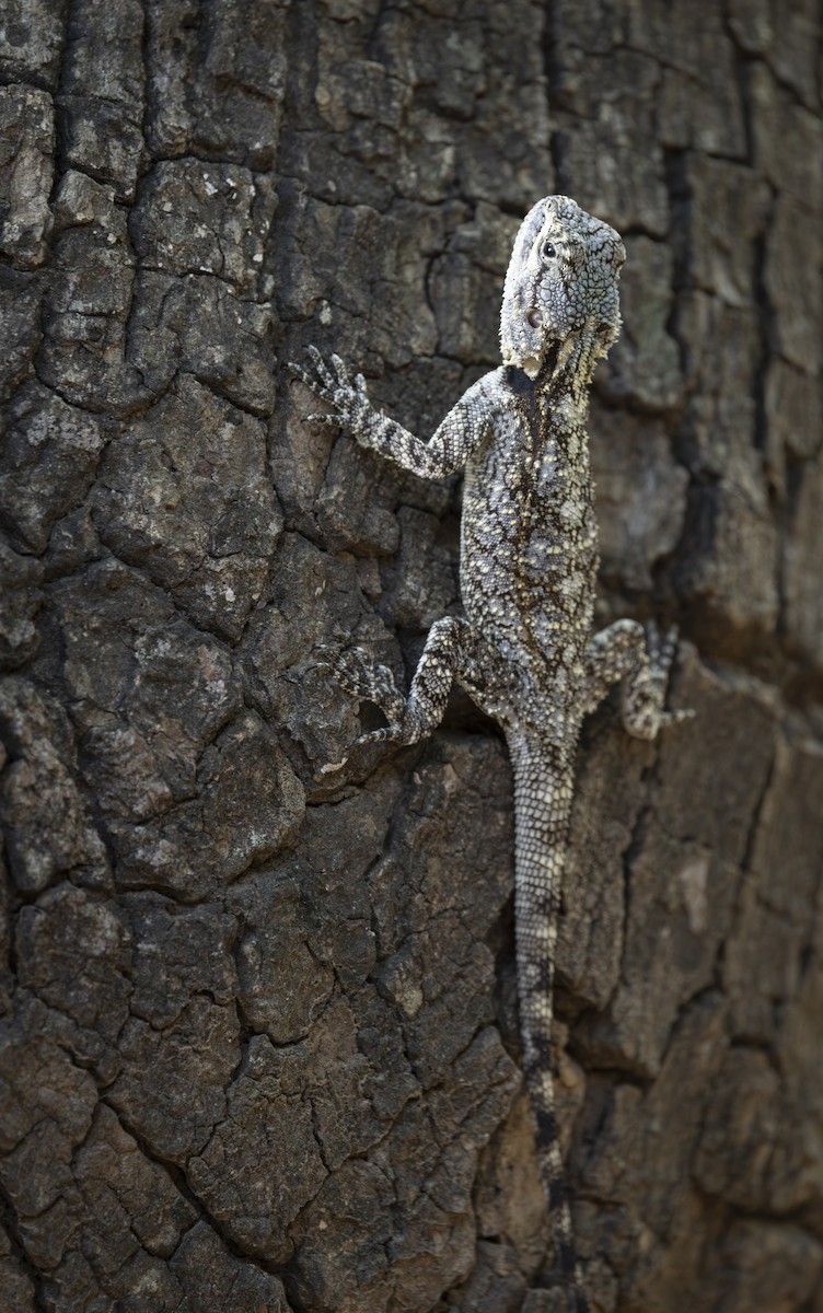 Southern Tree Agama - ML646697881