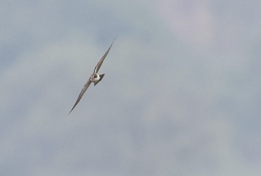 Banded Martin - ML646697883