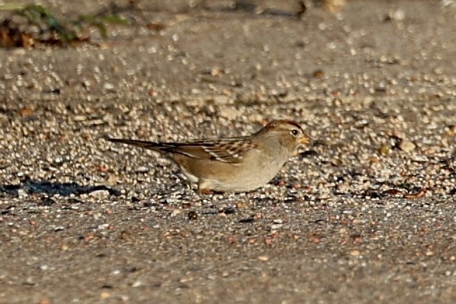 White-crowned Sparrow - ML646697884