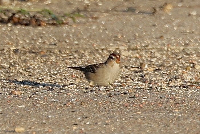 White-crowned Sparrow - ML646697885