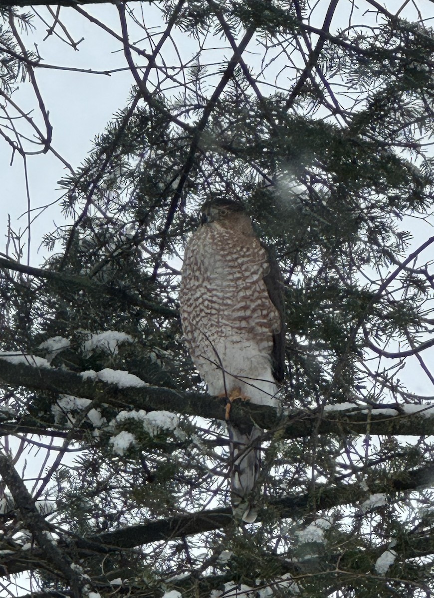 Cooper's Hawk - ML646697886