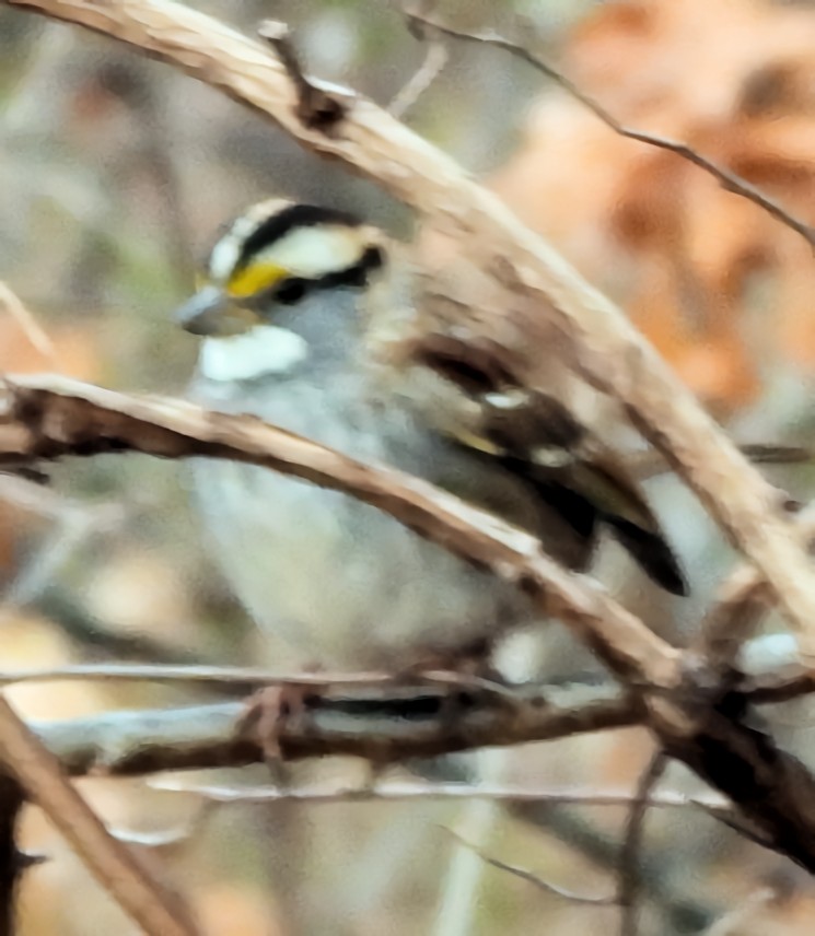 White-throated Sparrow - ML646697887