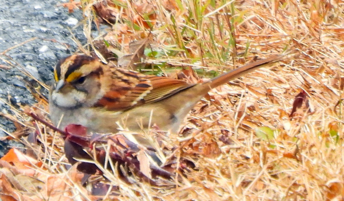 White-throated Sparrow - ML646697888