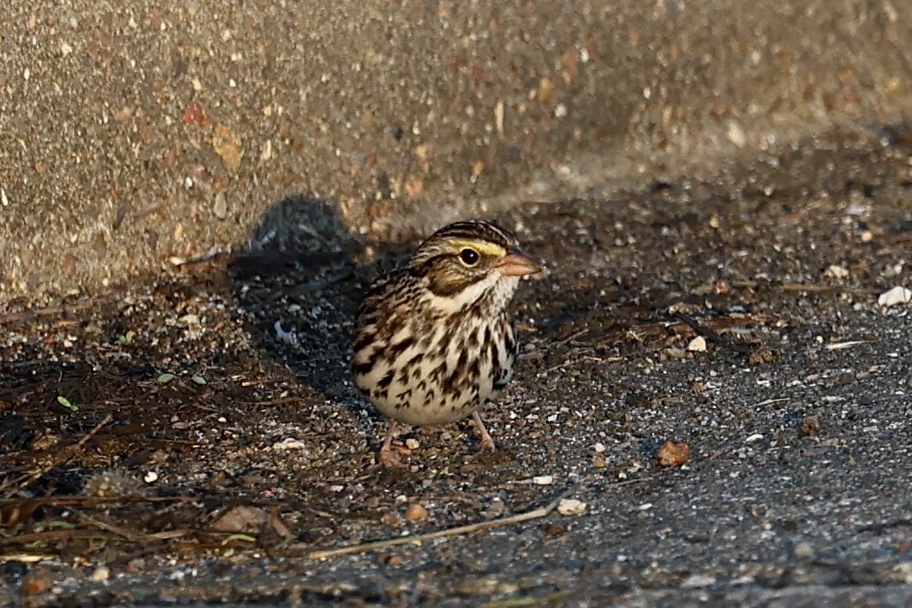 Savannah Sparrow - ML646697889