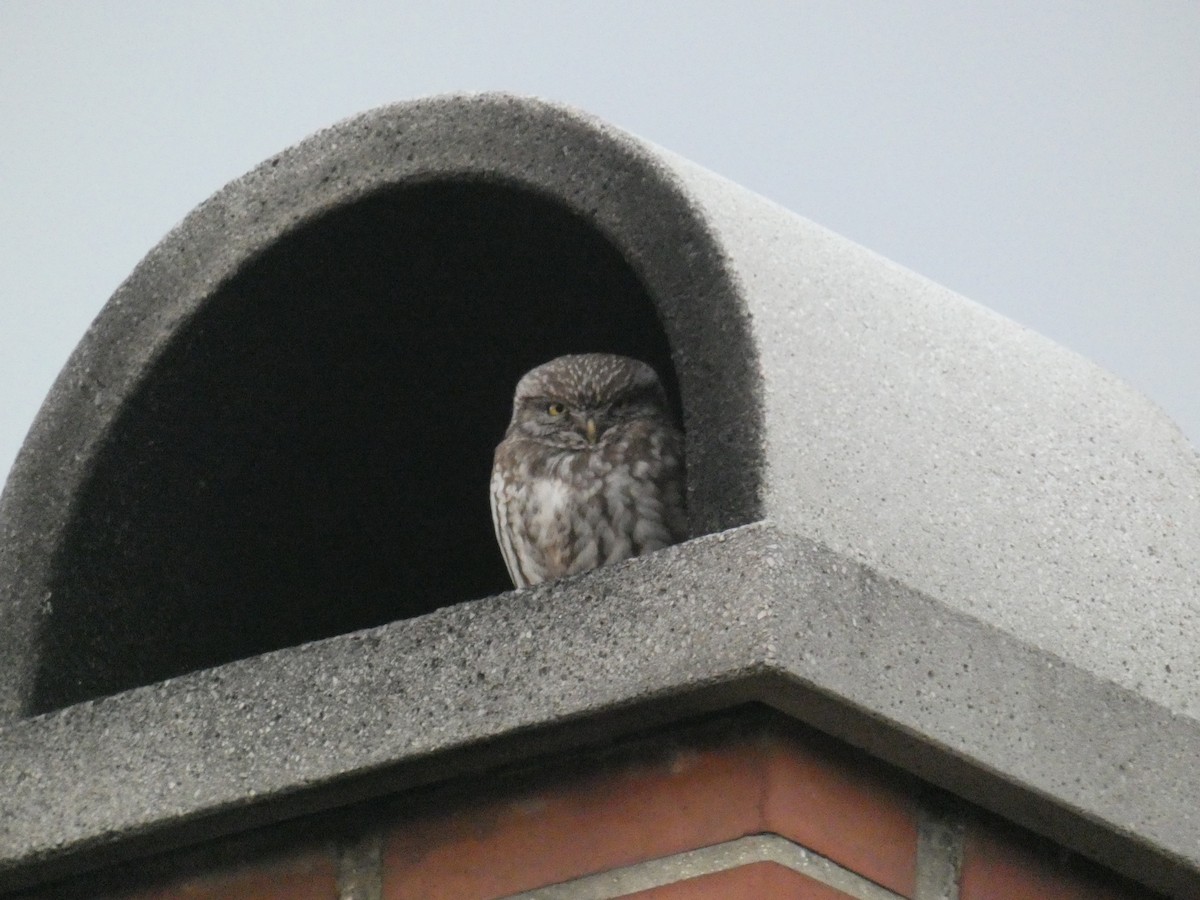 Little Owl - ML646697891