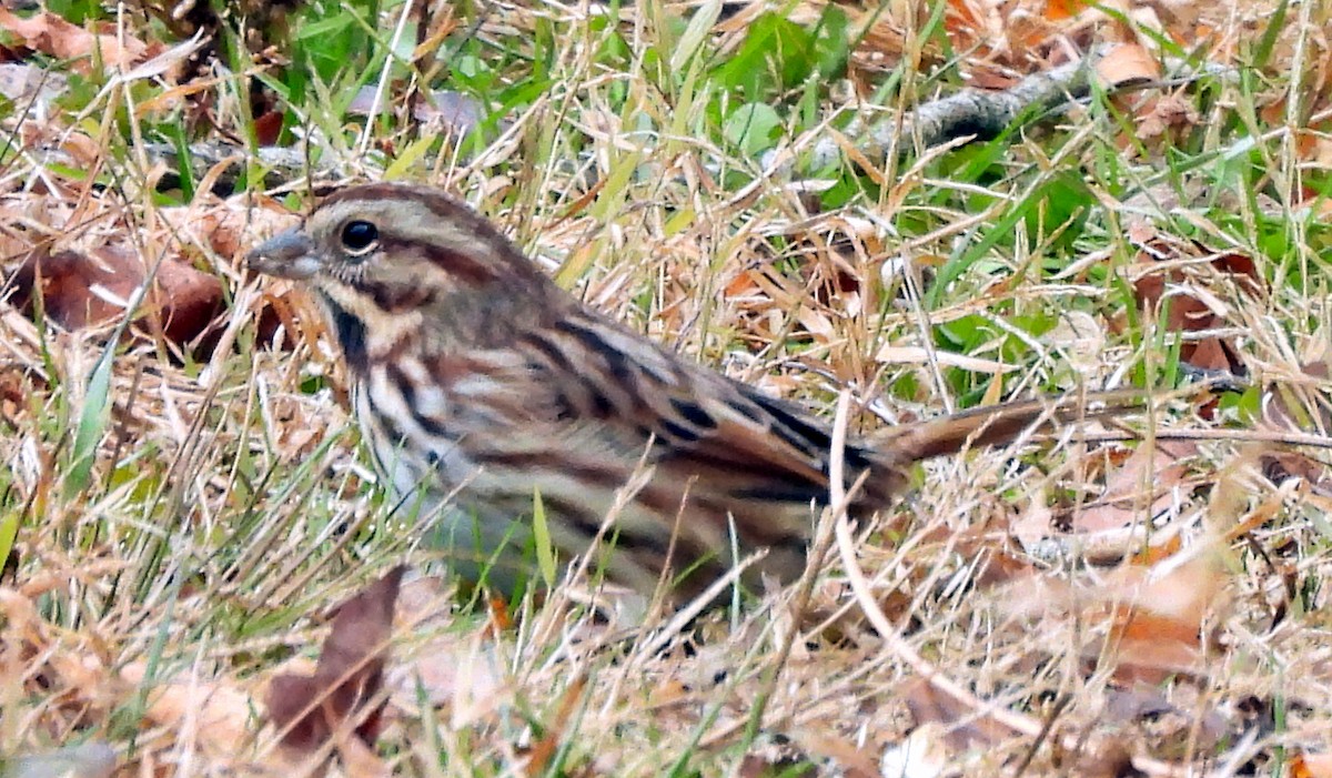 Song Sparrow - ML646697892