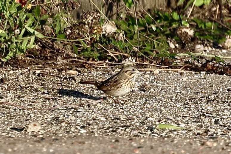 Lincoln's Sparrow - ML646697894