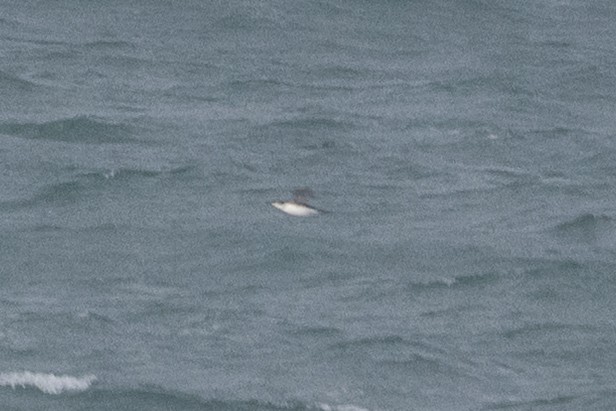 large alcid sp. - ML646697899