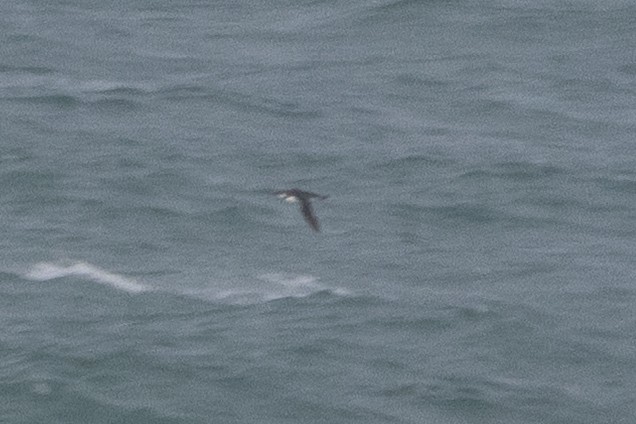 large alcid sp. - ML646697900