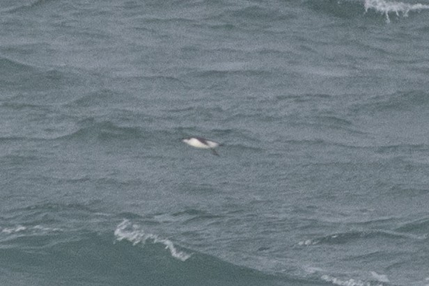 large alcid sp. - ML646697901