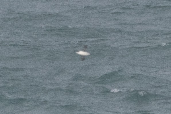 large alcid sp. - ML646697902