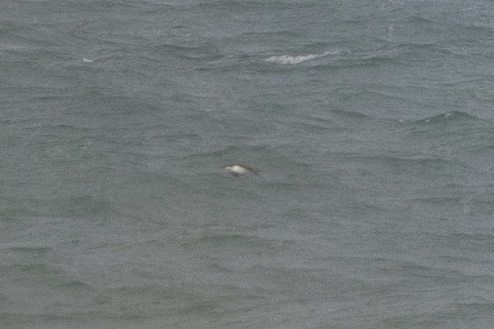 large alcid sp. - ML646697903